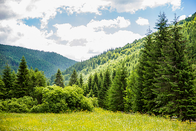 Evergreen vs Deciduous Trees.